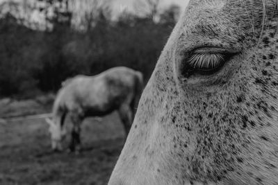 Close-up of a horse in the field