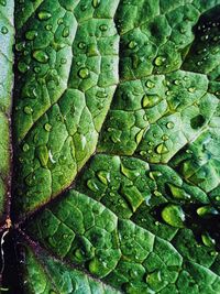 Full frame shot of green leaves