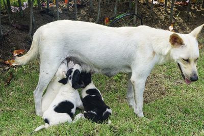 Close-up of dogs on field