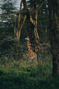 Giraffe in a forest