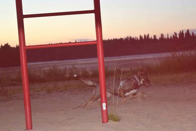 View of tree against sky