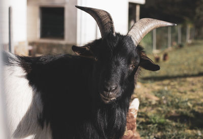 Portrait of a male goat looking at camera