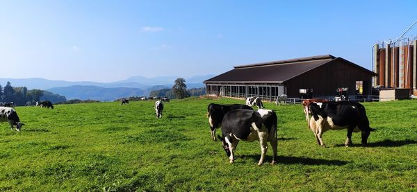 Cows grazing in a field