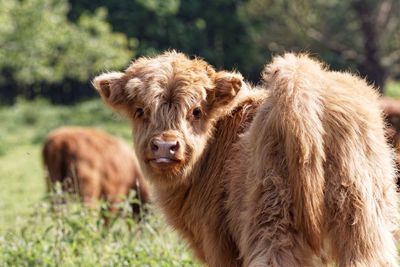 Close-up of highland cattle in field