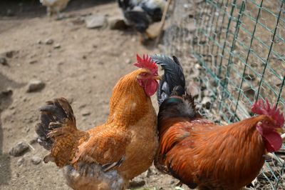 Close-up of rooster in farm