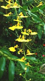 Close-up of yellow flowers