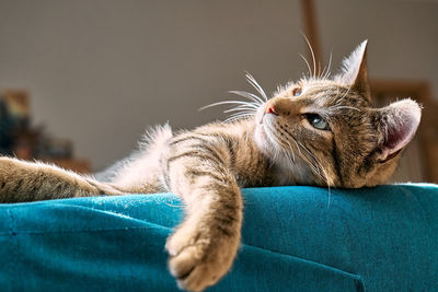 Cute tabby cat sleeping on blue sofa with yellow pillow . funny home pet. concept of relaxing