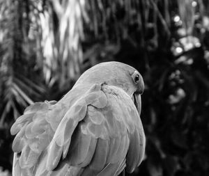 Close-up of parrot perching outdoors