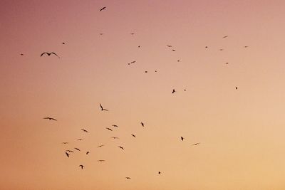 Bird flying over water