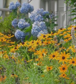 Close-up of yellow flowers blooming outdoors