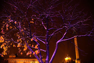 Low angle view of bare tree at night