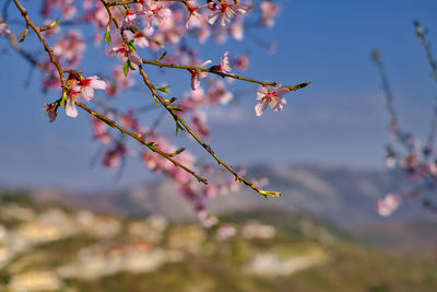 Close-up of pink cherry blossom on tree