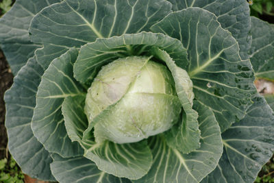 High angle view of fresh green leaf