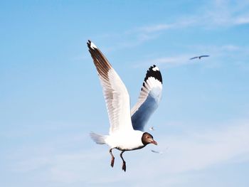Low angle view of seagulls flying