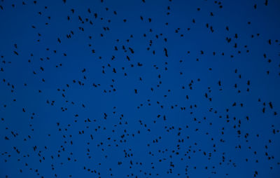 Flock of birds flying in the sky