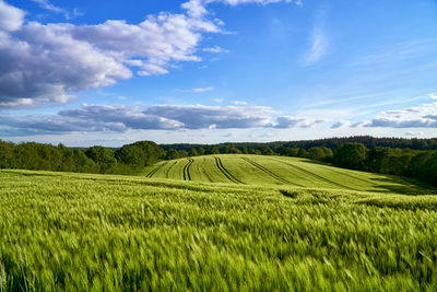 Scenic view of agricultural field against sky