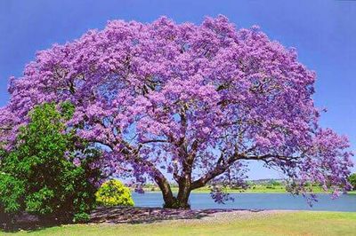 Flowers growing on tree against blue sky