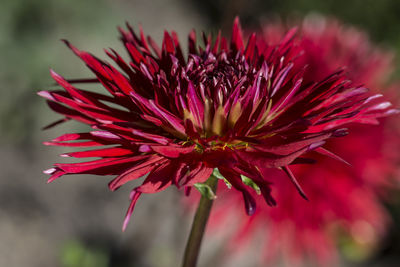 Close-up of red flower blooming outdoors