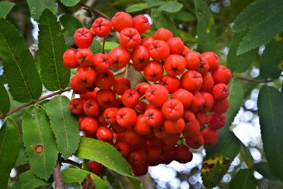 Low angle view of cherries