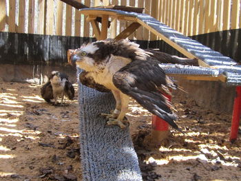 Close-up of bird