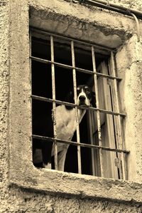 Low angle view of bird perching on old building