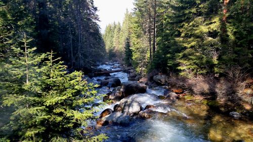 River flowing through forest