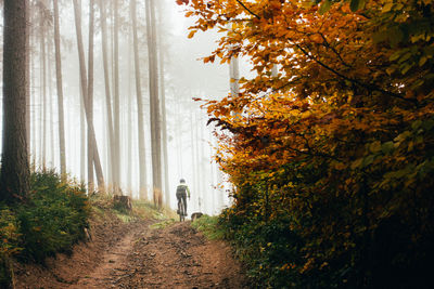 Trees in forest during autumn