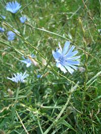 Close-up of white flowers blooming in field