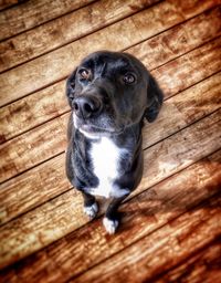 High angle view of dog on wooden floor