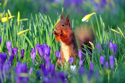 View of an animal on field