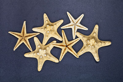 Starfish with star shapes on yellow background