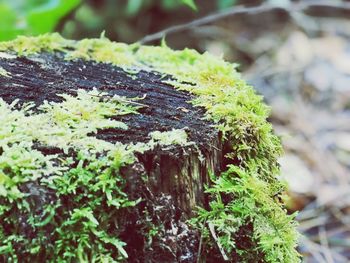 Close-up of lichen growing on tree