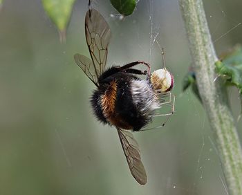 Macro shot of spider and bumblebee fighting on web