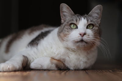 Close-up portrait of a cat