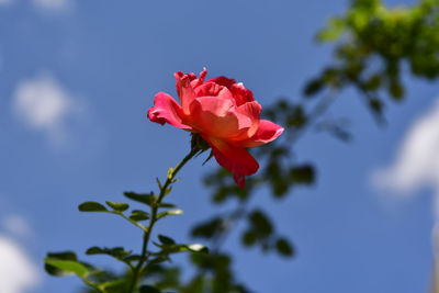 Close-up of pink rose