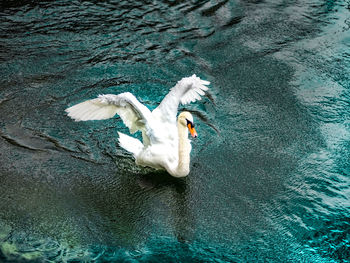 High angle view of swan swimming in lake