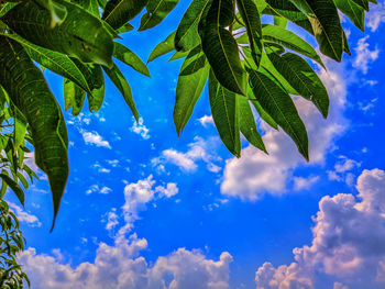 Low angle view of leaves against sky