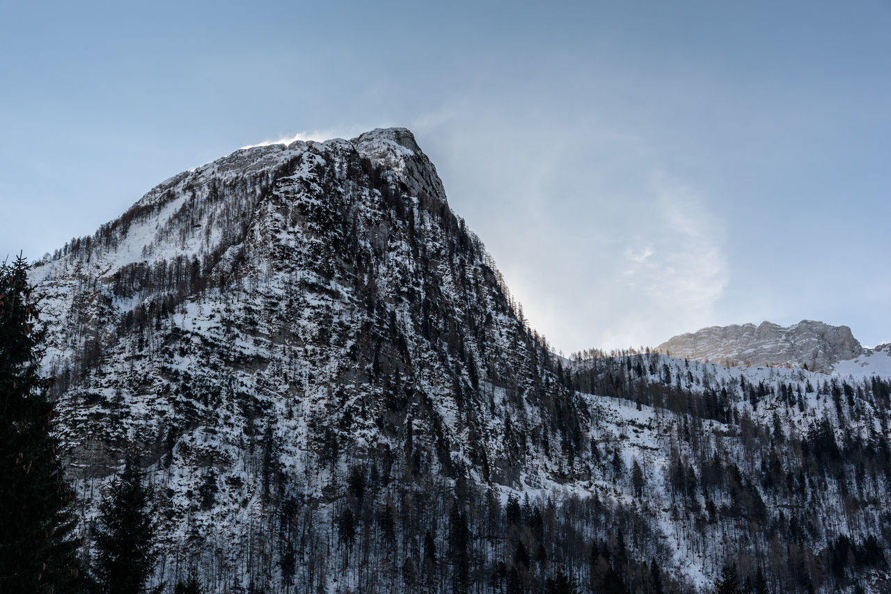 LOW ANGLE VIEW OF TREES AND SNOWCAPPED MOUNTAINS AGAINST SKY