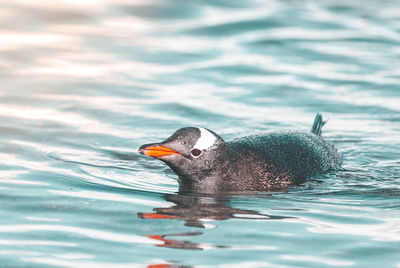 Duck swimming in lake