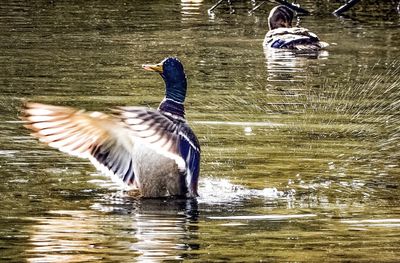 Bird flying over lake