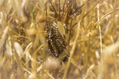 Close-up of insect on crops in field