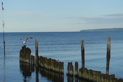 Wooden posts in sea against sky