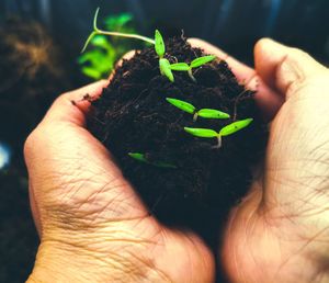 Cropped hand holding small plant