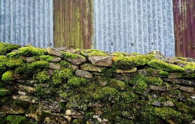 Close-up of moss growing on rock