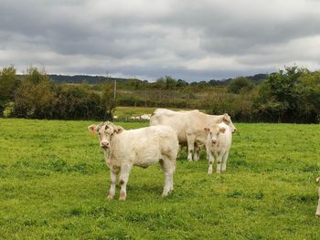 Sheep in a field