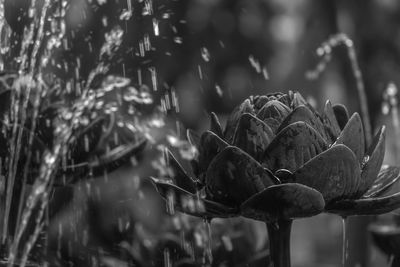 Close-up of raindrops on plant