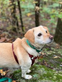 Close-up of a dog looking away