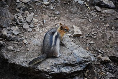 Western chipmunk rodent sciuridae found in north america  big cottonwood canyon rocky mountains utah