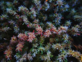 Close-up of plants