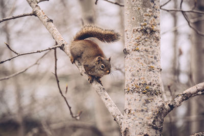 Low angle view of squirrel on bare tree